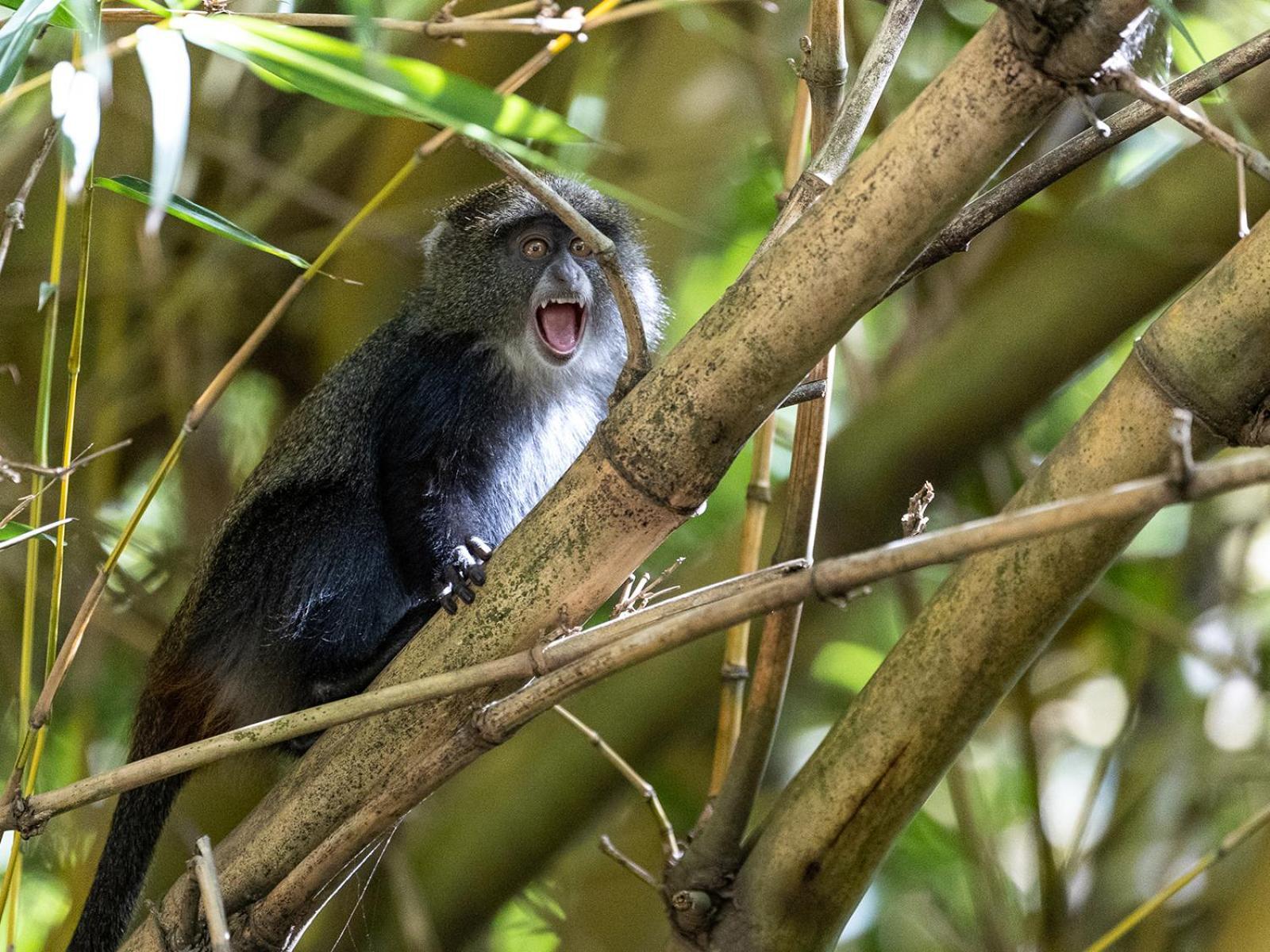 Mount Meru Game Lodge Arusha Bagian luar foto