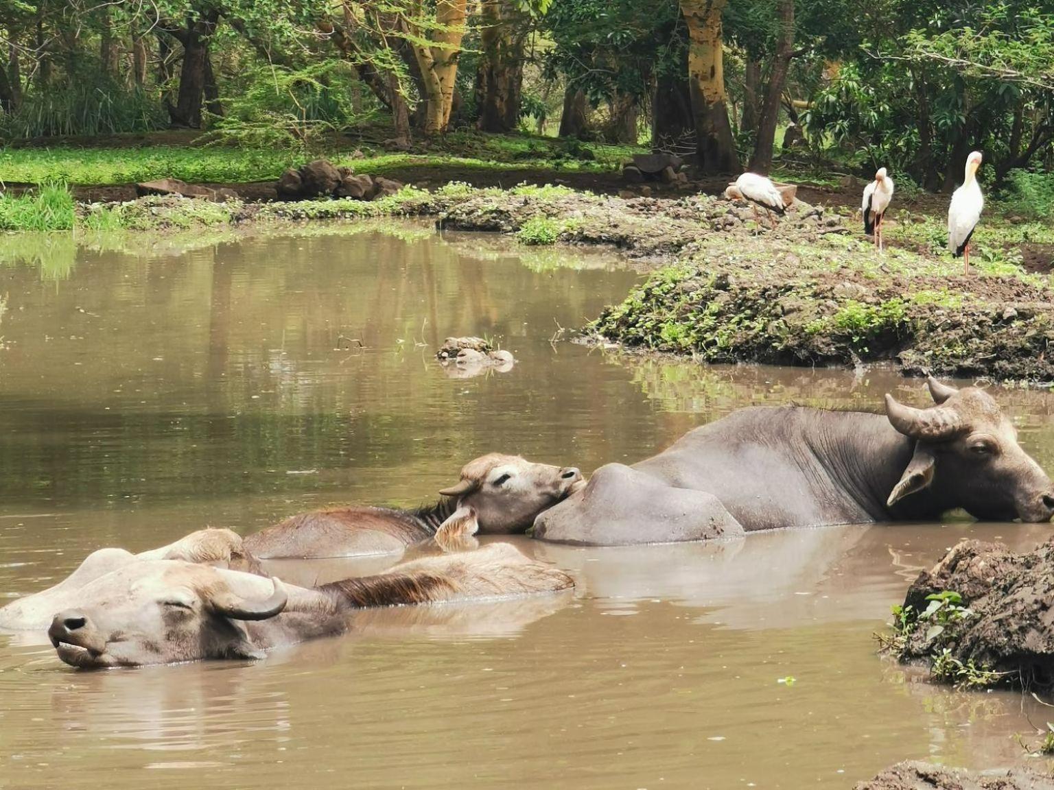 Mount Meru Game Lodge Arusha Bagian luar foto