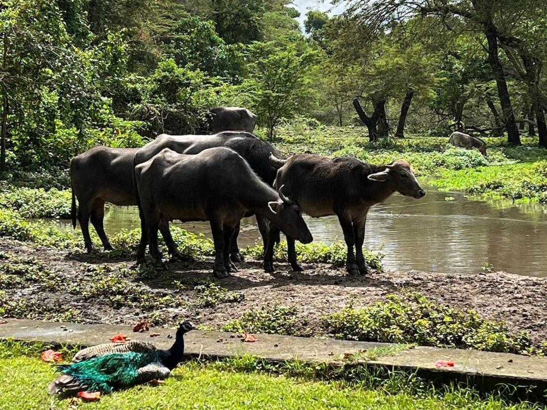 Mount Meru Game Lodge Arusha Bagian luar foto